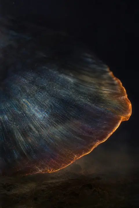 Escama gigante de peixe morto preenche o quadro como paisagem escura, borda iridescente brilhando âmbar quente contra preto