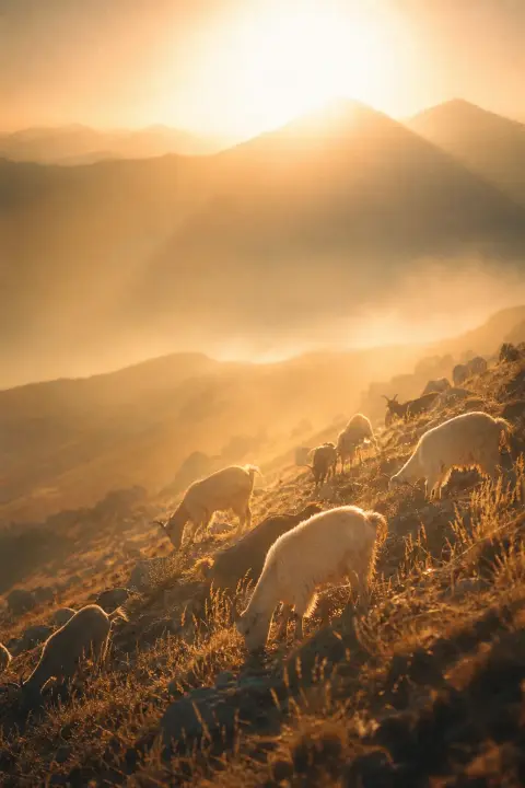 A herd of goats grazes on a sunlit mountainside, rimmed in peach-gold, dissolving into haze, a dream of goats